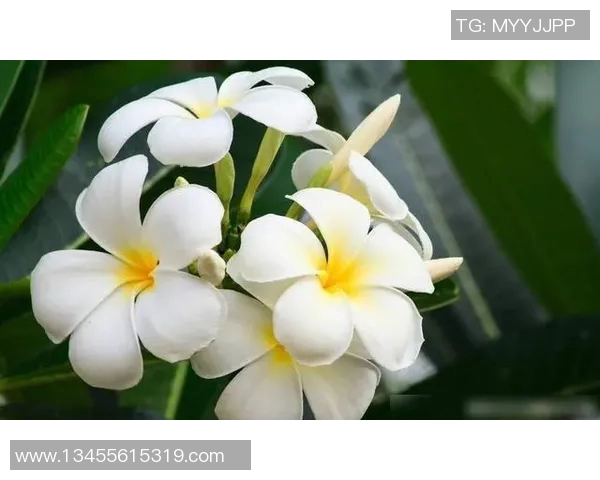 处女座足球巨星盘点那些在绿茵场上闪耀的星座代表